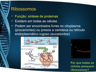 Ribossomos
• Função: síntese de proteínas
• Existem em todas as células
• Podem ser encontrados livres no citoplasma
  (procariontes) ou presos a carioteca ou retículo
  endoplasmático rugoso (eucariontes)




                                        Por que todas as
                                        células possuem
                                        ribossomos?
 