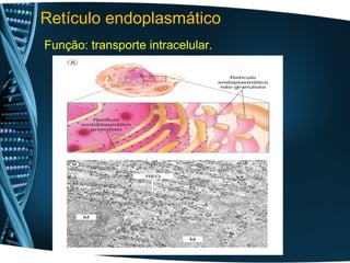 Retículo endoplasmático
Função: transporte intracelular.
 