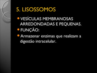 55.. LLIISSOOSSSSOOMMOOSS 
VESÍCULAS MEMBRANOSAS 
ARREDONDADAS E PEQUENAS. 
FUNÇÃO: 
Armazenar enzimas que realizam a 
digestão intracelular. 
 