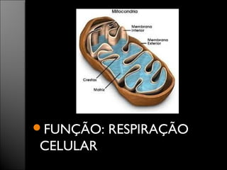 FUNÇÃO: RESPIRAÇÃO 
CELULAR 
