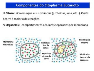 Citosol: rico em água e susbstâncias (proteínas, íons, etc..). Onde
ocorrea maioria das reações.
Organelas : compartimentos celulares separadospor membrana
Moléculas
dentroda
célula
Moléculas
fora da
célula
Membrana
Plasmática
Membrana
Interna
Moléculas
dentro da
organela
Componentes do Citoplasma Eucarioto
 