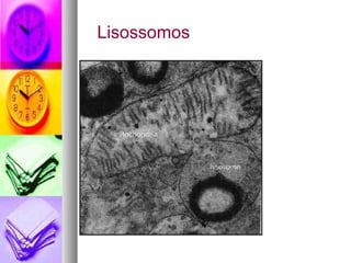 Lisossomos 