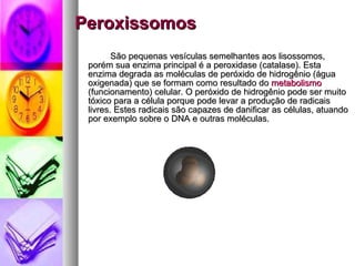Peroxissomos <ul><li>São pequenas vesículas semelhantes aos lisossomos, porém sua enzima principal é a peroxidase (catalas...