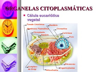 ORGANELAS CITOPLASMÁTICAS <ul><li>Célula eucariótica vegetal </li></ul>