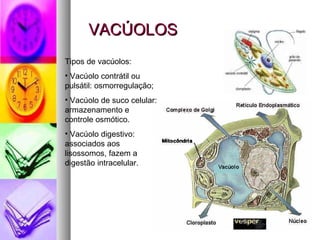 VACÚOLOS <ul><li>Tipos de vacúolos: </li></ul><ul><li>Vacúolo contrátil ou pulsátil: osmorregulação; </li></ul><ul><li>Vac...