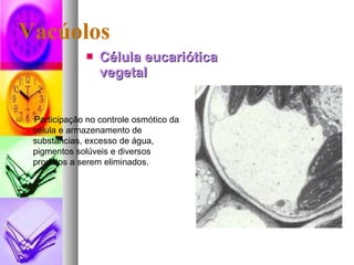Vacúolos <ul><li>Célula eucariótica vegetal </li></ul>   Participação no controle osmótico da célula e armazenamento de s...