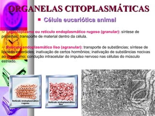 ORGANELAS CITOPLASMÁTICAS <ul><li>Célula eucariótica animal </li></ul><ul><li>Ergastoplasma ou retículo endoplasmático rug...