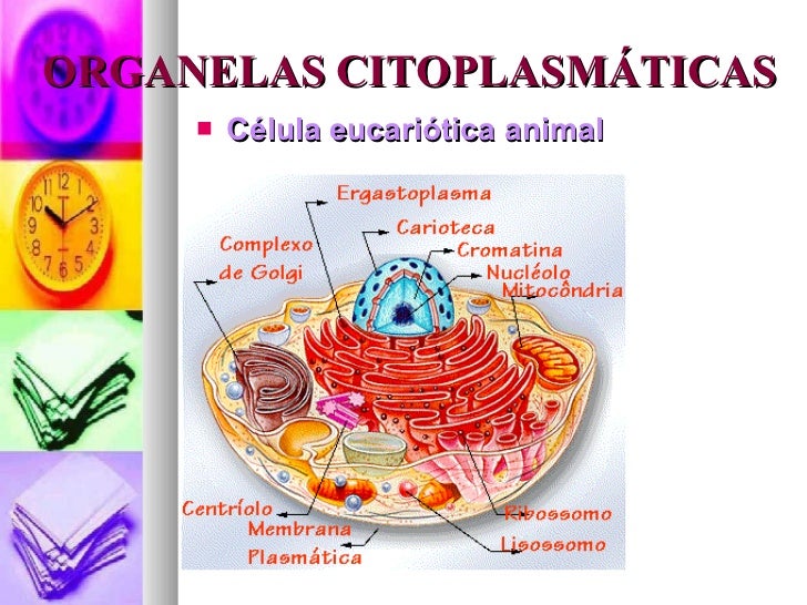 Aula 3 Organelas Citoplasmaticas Cell Biology