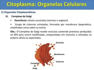Citoplasma: Organelas Celulares
2) Organelas Citoplasmáticas
III. Complexo de Golgi
 Ocorrência: células eucariotas (animais e vegetais)
 Grupo de cisternas achatadas, formadas por membrana lipoprotéica,
empilhadas umas sobre as outras.
Obs.: O Complexo de Golgi recebe vesículas contendo proteínas produzidas
no RER para serem modificadas, empacotadas em vesículas e utilizadas na
própria célula ou exportadas.
Vesículas
Membranas
Cisternas
Complexo
de
Golgi
 