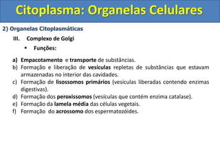 Citoplasma: Organelas Celulares
2) Organelas Citoplasmáticas
III. Complexo de Golgi
 Funções:
a) Empacotamento e transporte de substâncias.
b) Formação e liberação de vesículas repletas de substâncias que estavam
armazenadas no interior das cavidades.
c) Formação de lisossomos primários (vesículas liberadas contendo enzimas
digestivas).
d) Formação dos peroxissomos (vesículas que contém enzima catalase).
e) Formação da lamela média das células vegetais.
f) Formação do acrossomo dos espermatozóides.
 