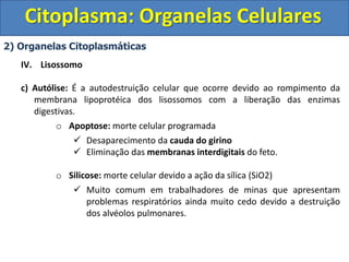 Citoplasma: Organelas Celulares
2) Organelas Citoplasmáticas
IV. Lisossomo
c) Autólise: É a autodestruição celular que ocorre devido ao rompimento da
membrana lipoprotéica dos lisossomos com a liberação das enzimas
digestivas.
o Apoptose: morte celular programada
 Desaparecimento da cauda do girino
 Eliminação das membranas interdigitais do feto.
o Silicose: morte celular devido a ação da sílica (SiO2)
 Muito comum em trabalhadores de minas que apresentam
problemas respiratórios ainda muito cedo devido a destruição
dos alvéolos pulmonares.
 