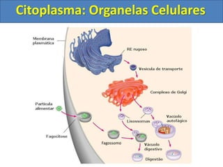 Citoplasma: Organelas Celulares
Fagossomo
 