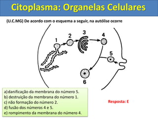 Citoplasma: Organelas Celulares
Resposta: E
(U.C.MG) De acordo com o esquema a seguir, na autólise ocorre:
a)danificação da membrana do número 5.
b) destruição da membrana do número 1.
c) não formação do número 2.
d) fusão dos números 4 e 5.
e) rompimento da membrana do número 4.
 