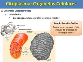 Citoplasma: Organelas Celulares
2) Organelas Citoplasmáticas
V. Mitocôndria
 Ocorrência: células eucariotas (animais e vegetais)
Função das mitocôndrias
Produzir energia para célula
através do processo de
respiração celular.
 