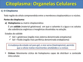 Citoplasma: Organelas Celulares
1) O Citoplasma
Toda região da célula compreendida entre a membrana citoplasmática e o núcleo.
Partes do citoplasma:
a) Hialoplasma ou matriz citoplasmática
É um colóide (material gelatinoso) em que o solvente é a água e os solutos
são substâncias orgânicas e inorgânicas dissolvidas na solução.
Estados do colóide
 Gel = gelatinoso (região mais externa denominada ectoplasma)
 Sol = fluído (região mais periférica denominada endoplasma)
 Ciclose: Movimento cíclico do hialoplasma capaz de distribuir o conteúdo
intra-celular.
A mudança do estado sol para gel, e vice versa (tixotropismo), permite
que a célula realize movimentos amebóides e a ciclose.
 