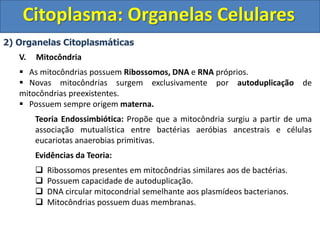 Citoplasma: Organelas Celulares
2) Organelas Citoplasmáticas
V. Mitocôndria
 As mitocôndrias possuem Ribossomos, DNA e RNA próprios.
 Novas mitocôndrias surgem exclusivamente por autoduplicação de
mitocôndrias preexistentes.
 Possuem sempre origem materna.
Teoria Endossimbiótica: Propõe que a mitocôndria surgiu a partir de uma
associação mutualística entre bactérias aeróbias ancestrais e células
eucariotas anaerobias primitivas.
Evidências da Teoria:
 Ribossomos presentes em mitocôndrias similares aos de bactérias.
 Possuem capacidade de autoduplicação.
 DNA circular mitocondrial semelhante aos plasmídeos bacterianos.
 Mitocôndrias possuem duas membranas.
 