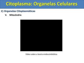 Citoplasma: Organelas Celulares
2) Organelas Citoplasmáticas
V. Mitocôndria
Vídeo sobre a teoria endossimbiótica
 