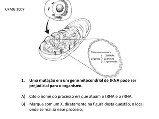 UFMG 2007
1. Uma mutação em um gene mitocondrial de tRNA pode ser
prejudicial para o organismo.
A) Cite o nome do processo em que atuam o tRNA e o rRNA.
B) Marque com um X, diretamente na figura desta questão, o local
onde se realiza esse processo.
 