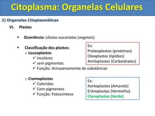 Citoplasma: Organelas Celulares
2) Organelas Citoplasmáticas
VI. Plastos
 Ocorrência: células eucariotas (vegetais)
 Classificação dos plastos:
o Leucoplastos
 incolores
 sem pigmentos
 Função: Armazenamento de substâncias
o Cromoplastos
 Coloridos
 Com pigmentos
 Função: Fotossíntese
Ex:
Proteoplastos (proteínas)
Oleoplastos (lipídios)
Amiloplastos (Carboidratos)
Ex:
Xantoplastos (Amarelo)
Eritroplastos (Vermelho)
Cloroplastos (Verde)
 