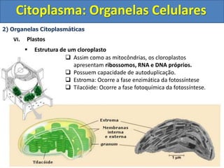 Citoplasma: Organelas Celulares
2) Organelas Citoplasmáticas
VI. Plastos
 Estrutura de um cloroplasto
 Assim como as mitocôndrias, os cloroplastos
apresentam ribossomos, RNA e DNA próprios.
 Possuem capacidade de autoduplicação.
 Estroma: Ocorre a fase enzimática da fotossíntese
 Tilacóide: Ocorre a fase fotoquímica da fotossíntese.
 