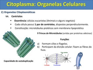 Citoplasma: Organelas Celulares
2) Organelas Citoplasmáticas
VII. Centríolos
 Ocorrência: células eucariotas (Animais e alguns vegetais)
 Cada célula possui 1 par de centríolos, dispostos perpendicularmente.
 Constituição: microtúbulos protéicos sem membrana lipoprotéica
9 Trincas de Microtúbulos (unidas por proteínas adesivas)
Funções
a) Formam cílios e flagelos.
b) Participam da divisão celular: fixam as fibras do
fuso.
Capacidade de autoduplicação
 