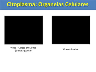 Citoplasma: Organelas Celulares
Vídeo – Ciclose em Elodea
(planta aquática)
Vídeo – Ameba
 