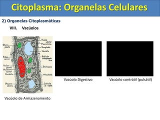Citoplasma: Organelas Celulares
2) Organelas Citoplasmáticas
VIII. Vacúolos
Vacúolo contrátil (pulsátil)
Vacúolo de Armazenamento
Vacúolo Digestivo
 
