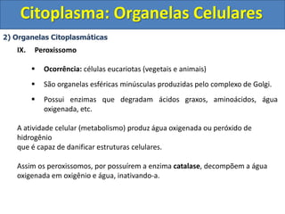 Citoplasma: Organelas Celulares
2) Organelas Citoplasmáticas
IX. Peroxissomo
 Ocorrência: células eucariotas (vegetais e animais)
 São organelas esféricas minúsculas produzidas pelo complexo de Golgi.
 Possui enzimas que degradam ácidos graxos, aminoácidos, água
oxigenada, etc.
A atividade celular (metabolismo) produz água oxigenada ou peróxido de
hidrogênio
que é capaz de danificar estruturas celulares.
Assim os peroxissomos, por possuírem a enzima catalase, decompõem a água
oxigenada em oxigênio e água, inativando-a.
 