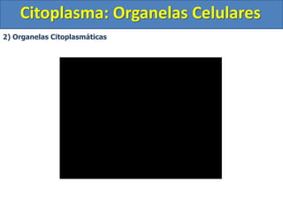Citoplasma: Organelas Celulares
2) Organelas Citoplasmáticas
 