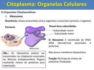 Citoplasma: Organelas Celulares
2) Organelas Citoplasmáticas
I. Ribossomos
Ocorrência: células procariotas (única organela) e eucariotas (animais e vegetais)
Estrutura Possui duas subunidades
Subunidade menor
Subunidade maior
O ribossomo é constituído de RNAr
(RNA ribossômico) associados à
proteínas.
Não possui membrana lipoprotéica
Função: Participa da síntese de
proteínas (Tradução).
Obs.: Os ribossomos podem ser
encontrados no citoplasma associados
ao Retículo Endoplasmático Rugoso
realizando síntese de proteínas para
exportação.
Ribossomo
 