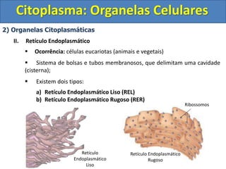 Citoplasma: Organelas Celulares
2) Organelas Citoplasmáticas
II. Retículo Endoplasmático
 Ocorrência: células eucariotas (animais e vegetais)
 Sistema de bolsas e tubos membranosos, que delimitam uma cavidade
(cisterna);
 Existem dois tipos:
a) Retículo Endoplasmático Liso (REL)
b) Retículo Endoplasmático Rugoso (RER)
Retículo
Endoplasmático
Liso
Retículo Endoplasmático
Rugoso
Ribossomos
 