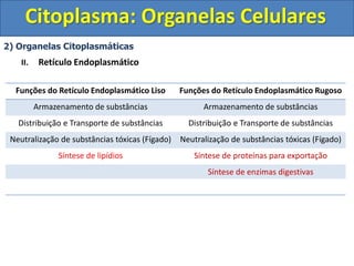 Citoplasma: Organelas Celulares
2) Organelas Citoplasmáticas
II. Retículo Endoplasmático
Funções do Retículo Endoplasmático Liso Funções do Retículo Endoplasmático Rugoso
Armazenamento de substâncias Armazenamento de substâncias
Distribuição e Transporte de substâncias Distribuição e Transporte de substâncias
Neutralização de substâncias tóxicas (Fígado) Neutralização de substâncias tóxicas (Fígado)
Síntese de lipídios Síntese de proteínas para exportação
Síntese de enzimas digestivas
 