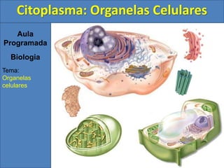 Aula
Programada
Biologia
Tema:
Organelas
celulares
Citoplasma: Organelas Celulares
 