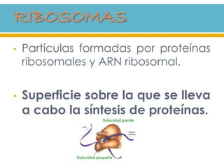 • Partículas formadas por proteínas
ribosomales y ARN ribosomal.
• Superficie sobre la que se lleva
a cabo la síntesis de proteínas.
 