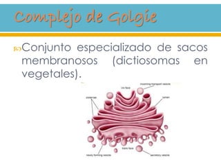 Conjunto especializado de sacos
membranosos (dictiosomas en
vegetales).
 