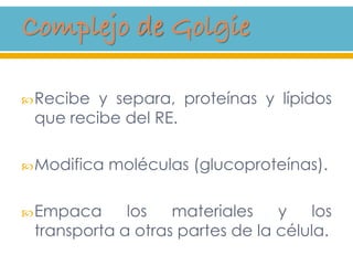 Recibe y separa, proteínas y lípidos
que recibe del RE.
Modifica moléculas (glucoproteínas).
Empaca los materiales y los
transporta a otras partes de la célula.
 