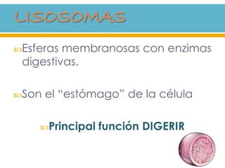 Esferas membranosas con enzimas
digestivas.
Son el “estómago” de la célula
Principal función DIGERIR
 