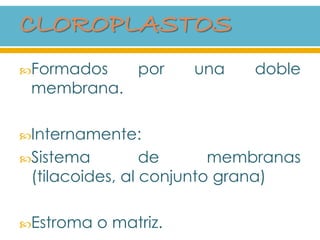Formados por una doble
membrana.
Internamente:
Sistema de membranas
(tilacoides, al conjunto grana)
Estroma o matriz.
 