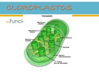 Función:
FOTOSÍNTESIS
 