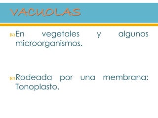 En vegetales y algunos
microorganismos.
Rodeada por una membrana:
Tonoplasto.
 