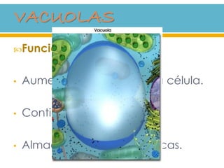 Funciones:
• Aumenta el tamaño de la célula.
• Contiene pigmentos.
• Almacena sustancias tóxicas.
 