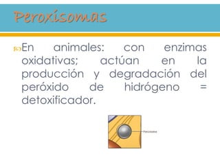 En animales: con enzimas
oxidativas; actúan en la
producción y degradación del
peróxido de hidrógeno =
detoxificador.
 