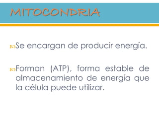 Se encargan de producir energía.
Forman (ATP), forma estable de
almacenamiento de energía que
la célula puede utilizar.
 