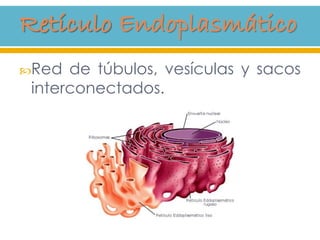 Red de túbulos, vesículas y sacos
interconectados.
 