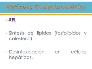 REL
• Síntesis de lípidos (fosfolípidos y
colesterol).
• Desintoxicación en células
hepáticas.
 