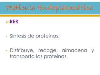 RER
• Síntesis de proteínas.
• Distribuye, recoge, almacena y
transporta las proteínas.
 
