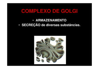 COMPLEXO DE GOLGI
       • ARMAZENAMENTO
• SECREÇÃO de diversas substâncias.
 