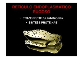 RETÍCULO ENDOPLASMÁTICO
        RUGOSO
   • TRANSPORTE de substâncias
      • SÍNTESE PROTEÍNAS
 