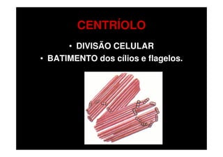 CENTRÍOLO
      • DIVISÃO CELULAR
• BATIMENTO dos cílios e flagelos.
 
