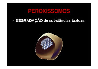 PEROXISSOMOS
• DEGRADAÇÃO de substâncias tóxicas.
 